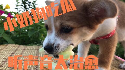 娱乐吃瓜酱拍照小狗狗
